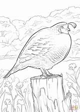 California Quail coloring page  Free Printable Coloring Pages sketch template