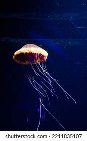 Jellyfish Sea Aquarium Singapore Stock Photo 2211835107 | Shutterstock