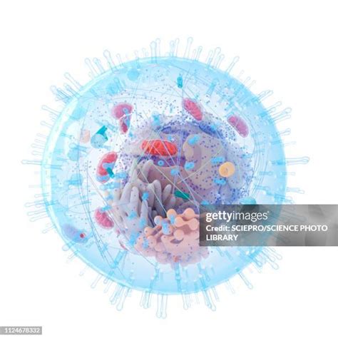 Mitochondria In Animal Cells Photos and Premium High Res Pictures - Getty Images