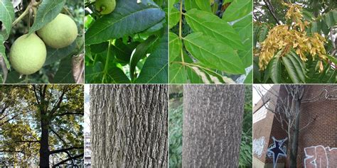 Eastern Black Walnut vs Tree of Heaven: Identification - bplant.org | Black walnut tree, Fast ...