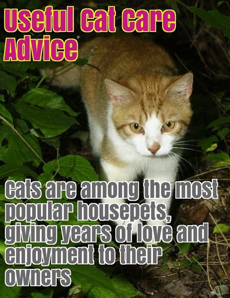 Comprehensive Cat Care Advice - Liz Love Pets | Cat care, Cats, Love pet