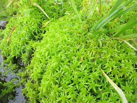 Outdoors Ireland: Sphagnum Moss