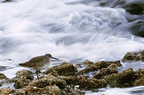 Western Sandpiper - Stock Image - C004/6347 - Science Photo Library