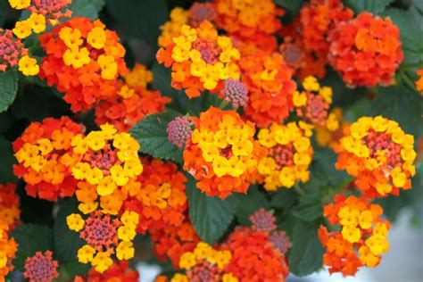 Lantana camara nana