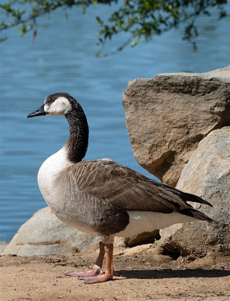 Swan Goose x Canada Goose (hybrid) - eBird