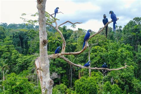 Hyacinth Macaw Habitat