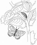 Coloring Pages Caterpillar To Butterfly sketch template