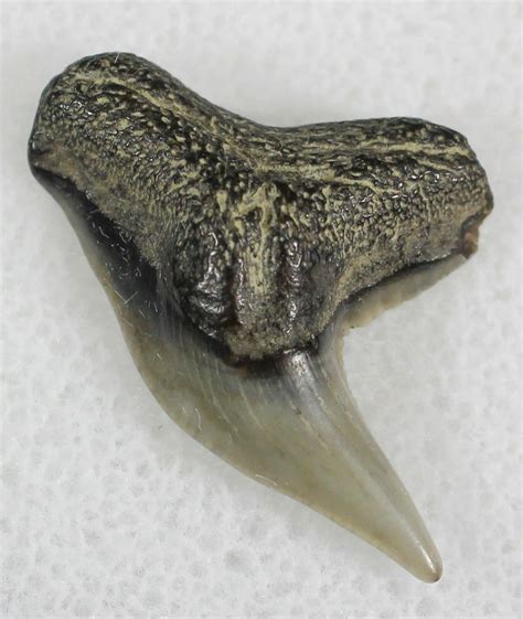 0.84" Fossil Tiger Shark Tooth - Virginia (#25282) For Sale - FossilEra.com