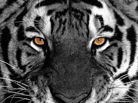 Black Tiger Wallpapers - Wallpaper Cave