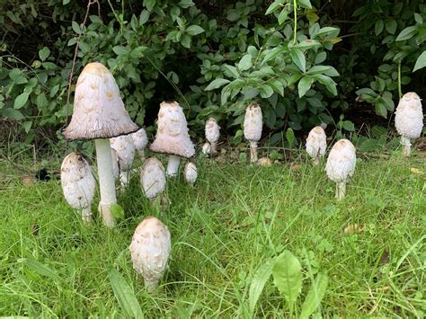 Shaggy Ink Caps - Loughborough | Shaggy Ink Caps - mushrooms… | Flickr