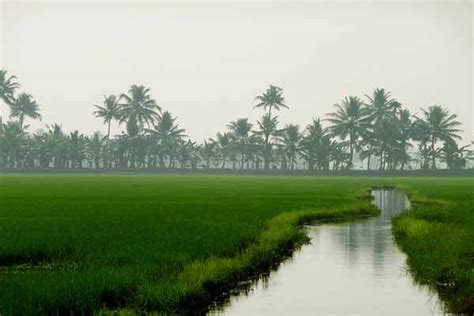 Kuttanad Paddy Fields - Just Kerala