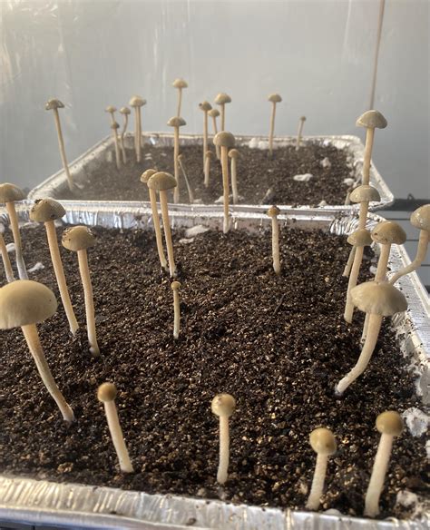 [Actives] Panaeolus Cyanescens cultivated from a wild fruit I found in Hawaii. : r/MushroomGrowers