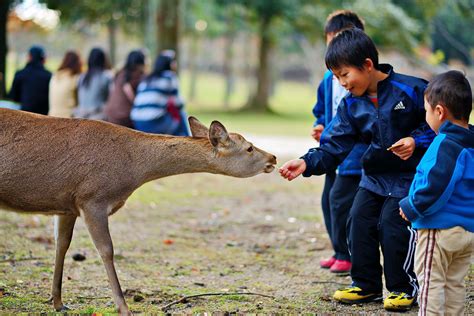 Everything You Need to Know About Visiting Nara Deer Park, Japan