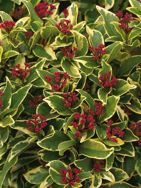 Evergreen Shrubs for Year-Long Color - Types of Shrubs | Gardens, Colors and Shrubs