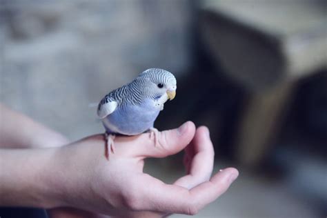 How should I house my bird? – RSPCA Knowledgebase