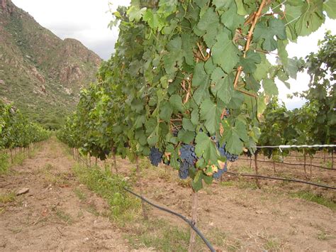 File:Malbec grapes on the vine.jpg - Wikimedia Commons
