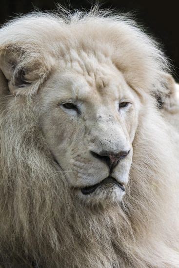 Male Leucistic White Lion Panthera Leo Editorial Stock Photo - Stock ...