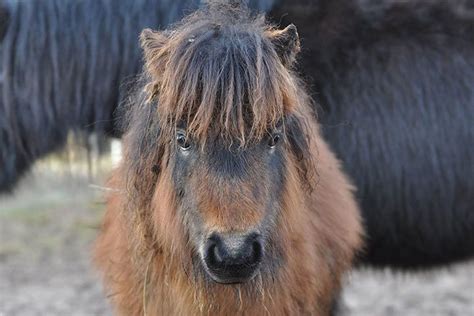 Shetland Pony » Horse Breed Profile » Facts, Colors, Pictures