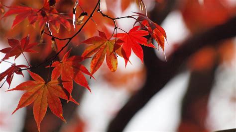 Focus photography of autumn leaves HD wallpaper | Wallpaper Flare