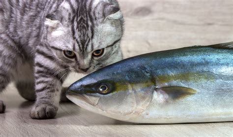 Can I give my cat Tuna? | PetCoach