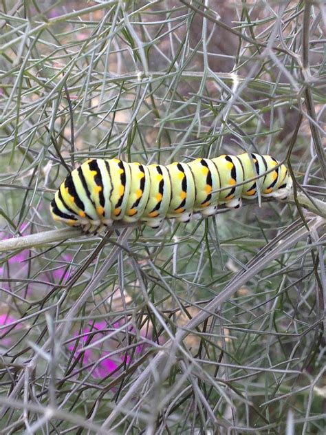 Black Swallowtail Caterpillar stage on the Dill in mi garden. Love them! | Caterpillar stages ...