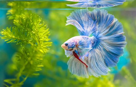 Can Betta Fish Live in a Bowl? - Aquatic Buddy