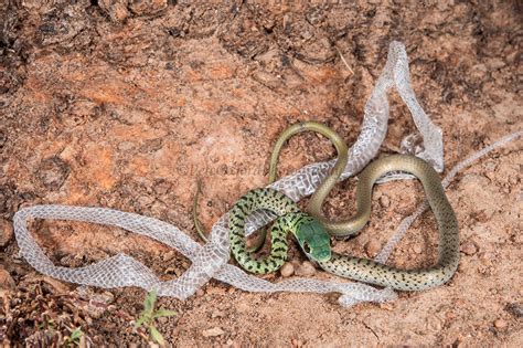 Spotted Bush Snake & shed skin | http ... | Snake shedding, Beautiful ...
