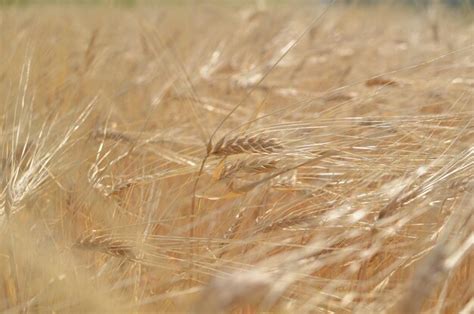 Premium Photo | Close-up of wheat field