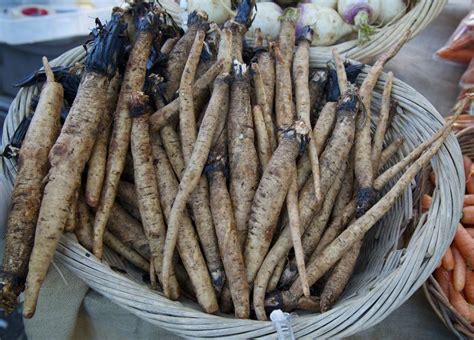 What Is Burdock Root and How to Use It