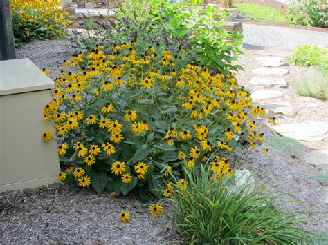 Birds, Blooms, Books, etc: Maryland State Flower