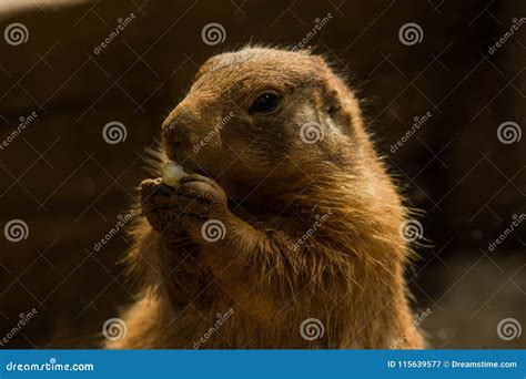 Cute Close Up of Squirrel Eating Pop Corn Stock Image - Image of little ...