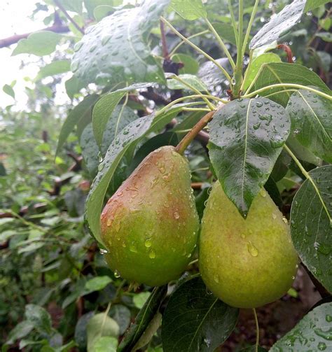 Pear Trees Buying & Growing Guide | Trees.com