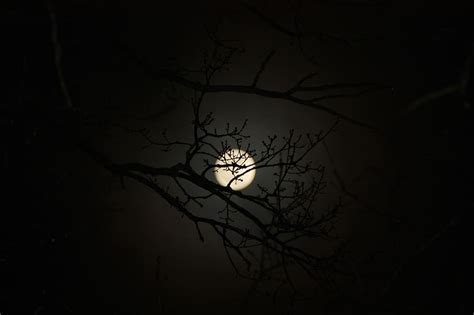 HD wallpaper: moon, aesthetic, tree, nature, mysterious, night ...