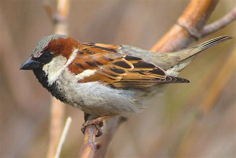 Perch. by neighbornature on DeviantArt