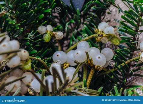 Common Mistletoe Viscum Album, Species Of Mistletoe, Family Santalaceae, European Mistletoe Or ...