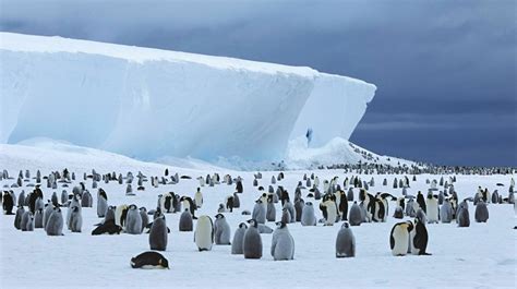 Antarctic Penguins - Antarctic and Southern Ocean Coalition