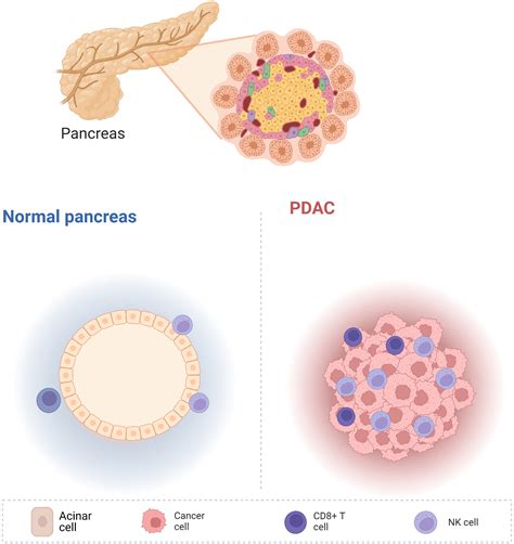 Frontiers | Innate immunity in pancreatic cancer: Lineage tracing and ...