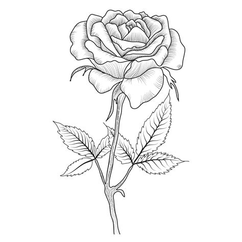 Free Vector line art and hand drawing flower art black and white flat design simple flower ...