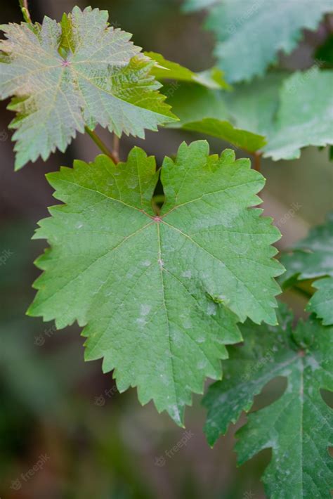 Premium Photo | Grape leaves in home garden