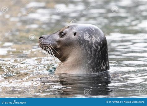 Common Seal in the Water with Visible Ear Opening Stock Photo - Image ...