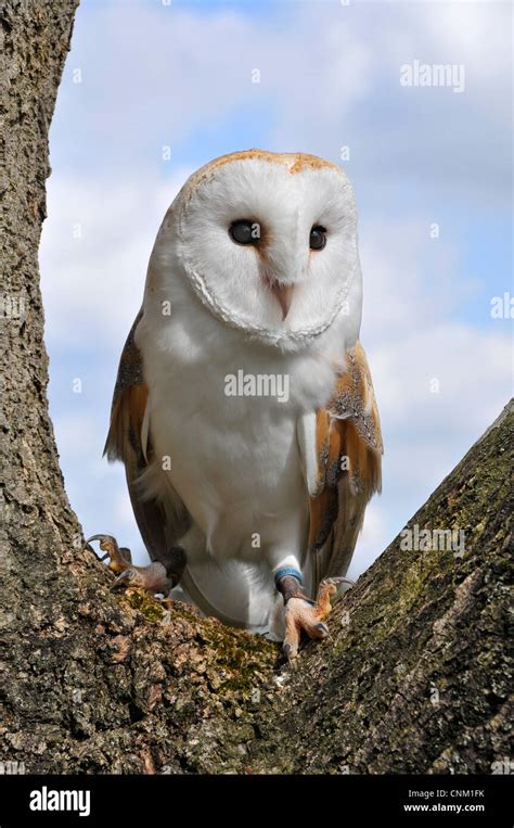 Barn Owl photographed in its natural habitat Stock Photo - Alamy