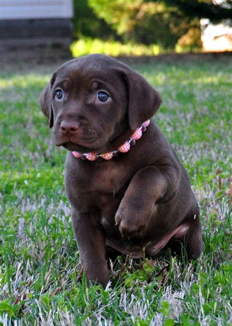 Adopt Dixie on Petfinder | Labrador puppy, Cute animals, Puppies