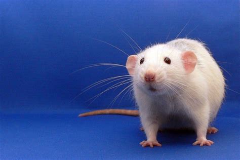 Rats! Rodents seem to make the same logical errors humans do | UCLA