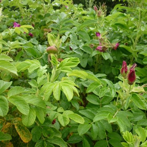 Coastal Hedge Mix 10 Metres - ScotPlants Direct UK