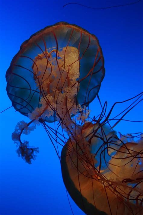 Orange Jellyfish Photograph by Jeremey Gregg - Pixels