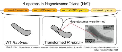 Team:Kyoto/Project/Magnetosome Formation - 2014.igem.org