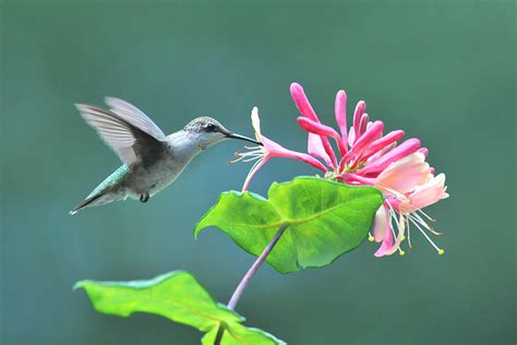 Hummingbird Feeding Photograph by Alan Lenk - Fine Art America