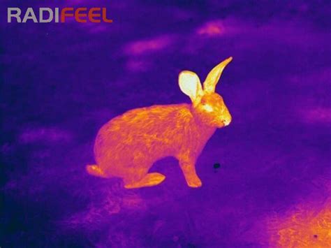 News - Thermal Imaging for Animals Observation