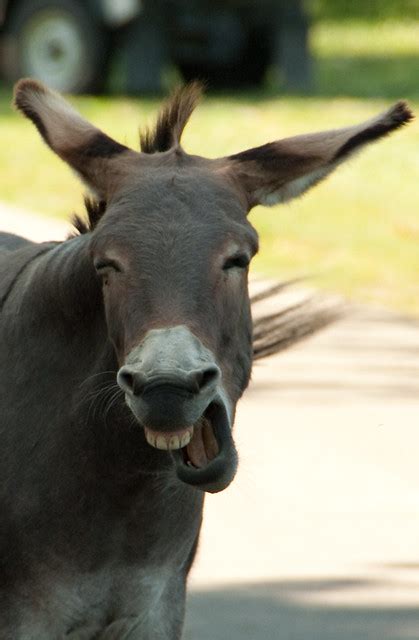 Mad Donkey | Flickr - Photo Sharing!