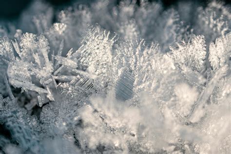 White Snow on Tree Branch · Free Stock Photo